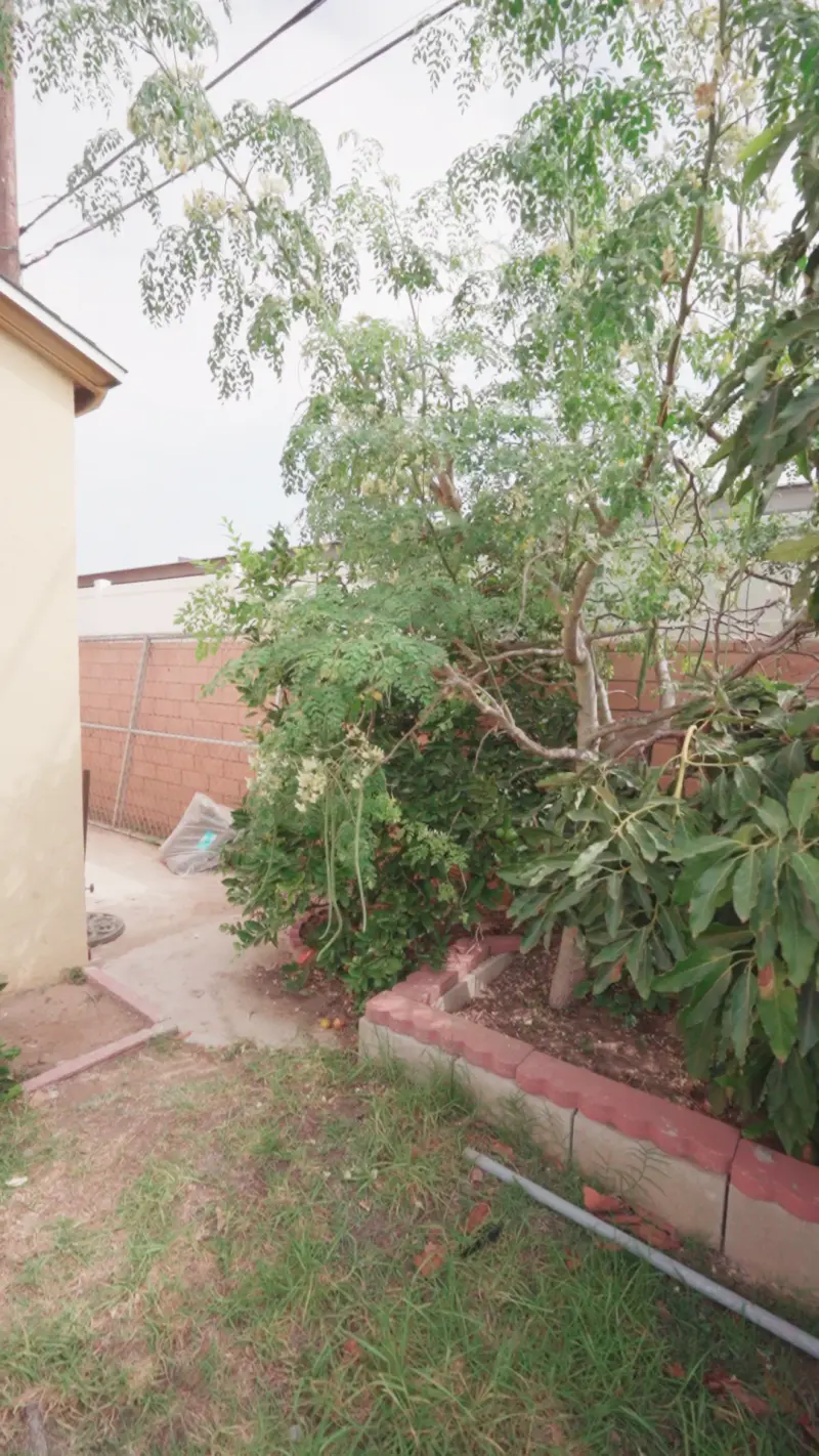 Fruit trees and a raised planter before the yard is cleared